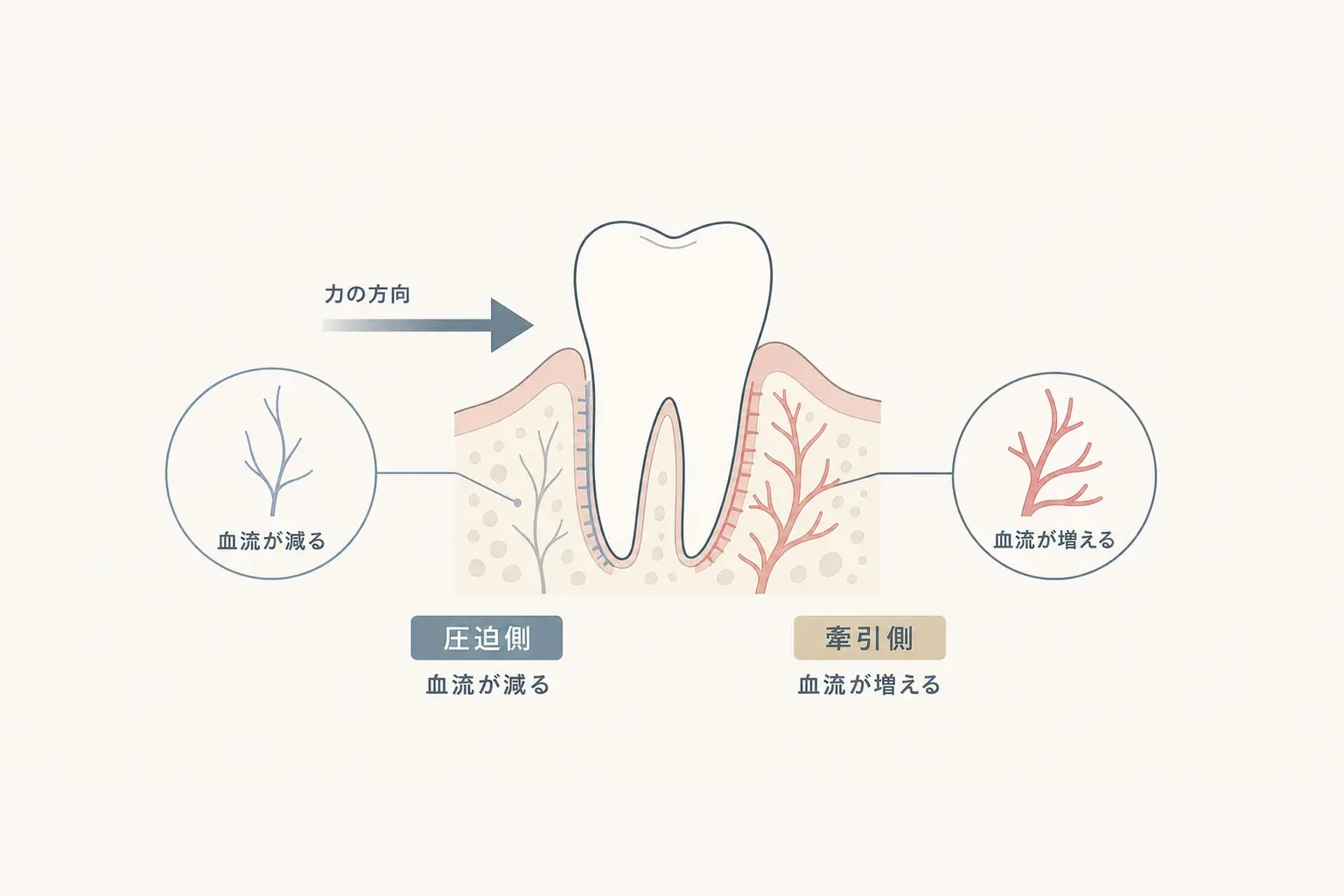 歯はどうやって動く？矯正で歯が動く仕組みをやさしく解説の解説イラスト